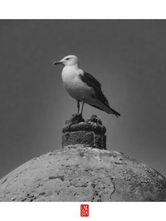 FOTOGRAFÍA F CADIZ 13