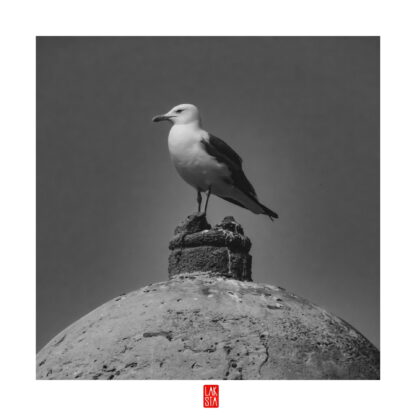 FOTOGRAFÍA F CADIZ 13